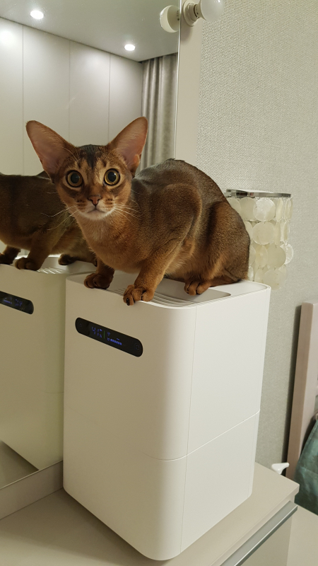Обзор на Увлажнитель воздуха Xiaomi Smartmi Evaporative Humidifier 2 - изображение 8