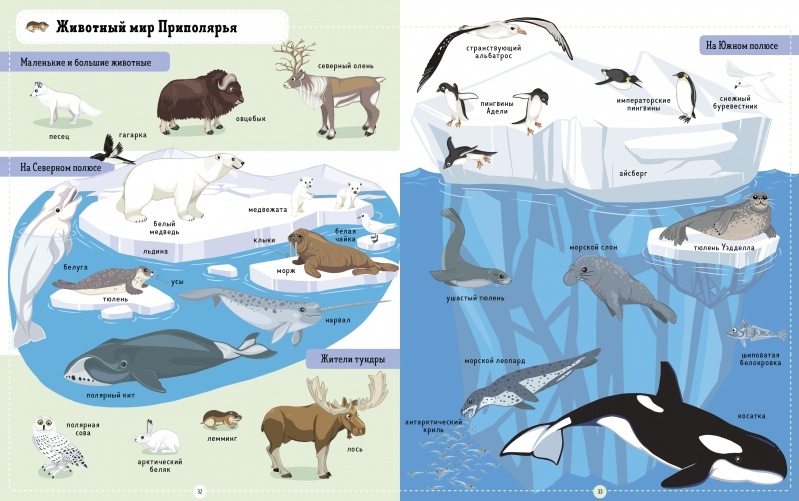Животные северного полюса 5 класс картинки