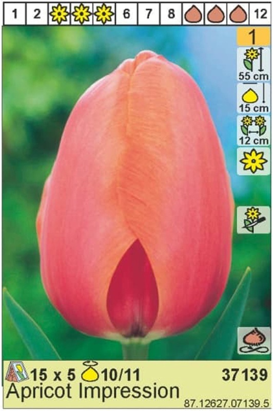 Тюльпан эприкот импрешн фото и описание