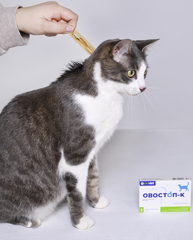 Холка у кошки