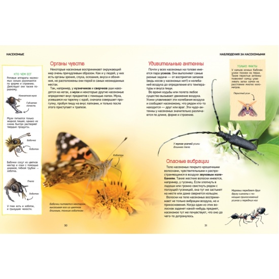 Effective Solutions for Getting Rid of Booklice Pests, Bugs, Insect identificati