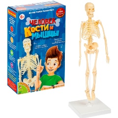 Изображение товара Набор для опытов BONDIBON ВВ4728 Кости и мышцы