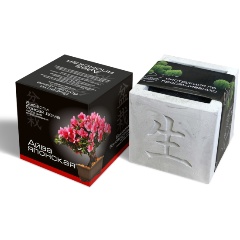 Изображение товара Подарочный набор для выращивания ЭКОКЛУБ "Вырасти Бонсай дома. Айва Японская"