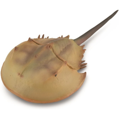 Изображение товара Фигурка Collecta Мечехвост морское животное XL для детей и коллекционеров