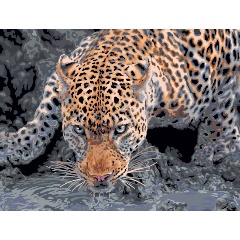 Изображение товара Картина по номерам ФРЕЯ PNB/PMC-193 Взгляд хищника 40 х 30 см