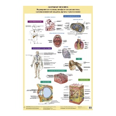 Изображение товара Книга Анатомия человека. Костная система (в тубусе) (Самусев Р.П.)