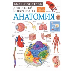 Изображение товара Книга Анатомия (Спектор А.А.)