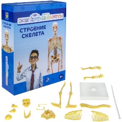 Изображение товара Набор для опытов 1TOY Т17574 Экспериментариум. Строение скелета