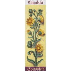 Изображение товара Набор для вышивания PANNA JK-2120. Живая картина. Ботаника. Календула 7 х 24.5 см