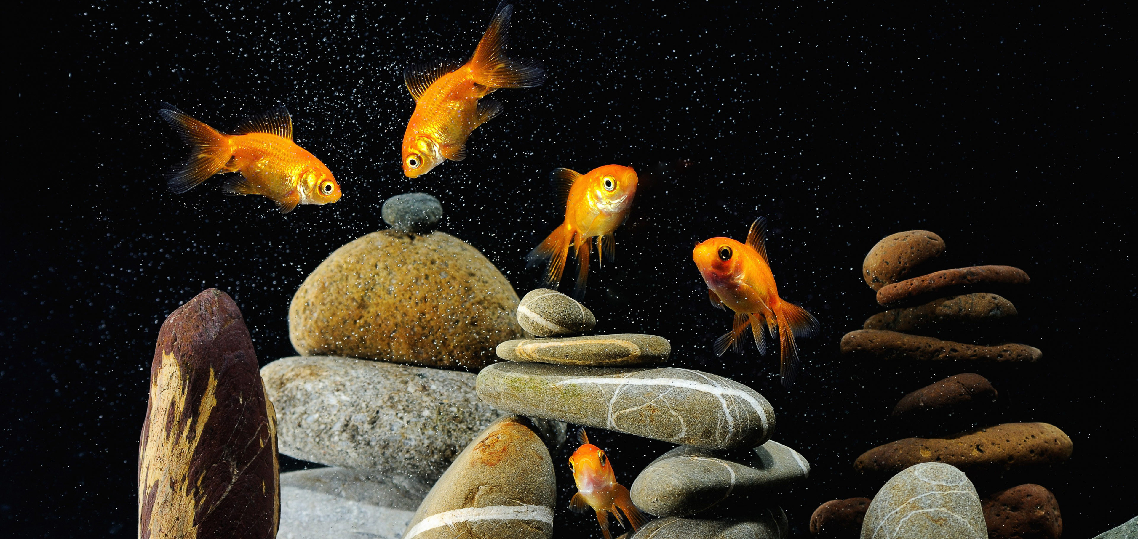 Рыбки аквариум обои. Рыбы. Рыбка на темном фоне. Золотая рыбка на заставку. Обои на телефон рыбки.