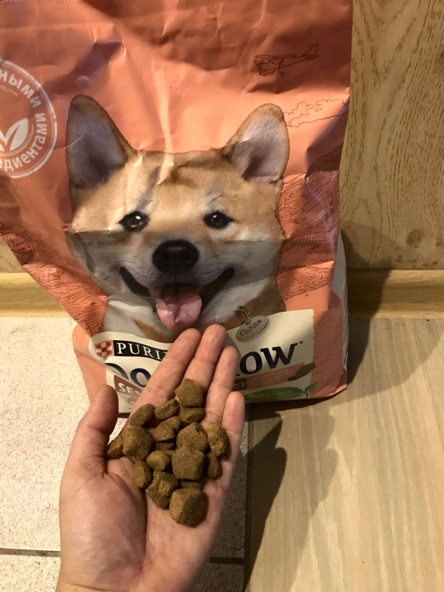 Купить Корм Dog Chow С Лососем
